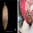 대두어 아가미 기생 거머리 Limnotrachelobdella hypophthalmichthysa 이미지