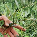 혁진농장 이미지