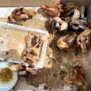 해물밭에 노는 닭 이미지