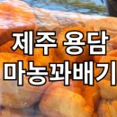마농꽈배기