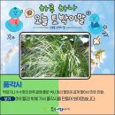 풀각시 - 21097 | 풀각시