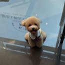 Just Grooming 이미지