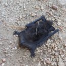 박쥐 퇴치법 아시는분 계실까요? 이미지