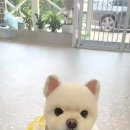 숭구리댕댕 이미지