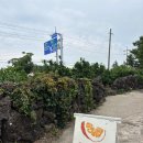 귤밭사진관 | 제주 귤밭사진관 후기 커플 스냅 후기 제주 사진관 서귀포스냅 제주 가볼만한 곳
