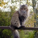 이층집고양이 이미지