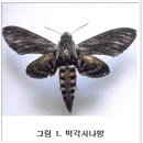 [산업곤충] 박각시나방 -인공증식 이미지