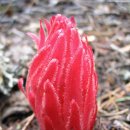 꽃봉우리 이미지