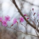 북문정류장 | [부산] 금정산(동문-북문-금성동) 산행후기---2026년 3월 31일(화)