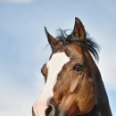 기복이네 이미지