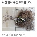 스위트 사파이어 가지포도나무 이미지