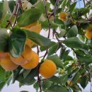 풍년식품기계 이미지