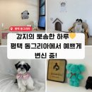 동그리아 | 동그리아 솔직 후기✨ 낯가림 있는 강지도 편안했던 평택애견미용