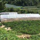 원통초등학교신덕분교장 이미지