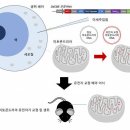 ■ 미토콘드리아 DNA 교정, 동물 실험 성공 이미지