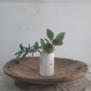 도리4천 이미지