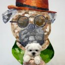 제주 애견 아가야 이미지