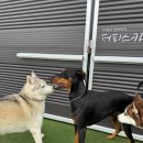 퍼피스카우트 이미지