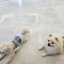 월계역 1번출구 | 월계역카페 찾는다면 여기가 정답! 감성 충만한 애견동반 브런치카페 "서울 노원" 도고 방문후기🐻‍❄️