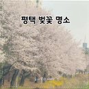 통복천 | 경기도 벚꽃 명소 평택 통복천 벚꽃축제 4/3 개화상황