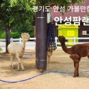 안성머무는펜션 네이버블로그