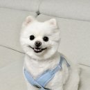 쉽고 예쁜 수채화(야간) | [리뷰] 코코로펫 강아지 하네스ㅣ블루 컬러ㅣ포근하고 예쁜 강아지 하네스 찾는다면? 하네스 솔직 후기