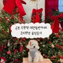 맨션애플트리 | 군포 산본역 애견동반카페 코지맨션 솔직후기