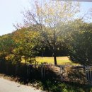 강원도영월군수주면법흥리임야및토지(캠핑장,자연치유숲등힐링센터용토지) 이미지