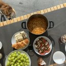 우다다애견 이미지