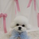 몽실몽실살롱 | 비숑미용전문 강남 디오네도그케어살롱에서 견생컷 완성기