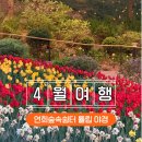 숲속의 쉼터 | 연희숲속쉼터 튤립 야경 후기ㅣ밤이 더 예쁜 서울 봄꽃 명소