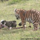 하룻 강아지 이미지