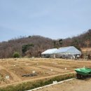 청룡텃밭 이미지