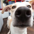 노바동물약국 이미지