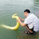 황금호숫가 이미지