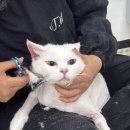고양이 미용실 그냥 이미지