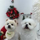 우리집강아지 애견미용 이미지