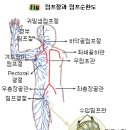 임파선의 위치와 부증 및 통증 이미지