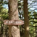 잣향기푸른숲 Daum카페