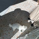 퓨어멍 이미지