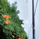 매봉산2 이미지