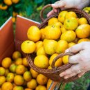 민영농장 이미지