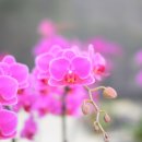 미래화원