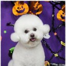 즐거운애견미용실 이미지