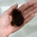 사나바른몸 | 맥주효모 효과만 믿었다면? 다이어트 부작용 여자탈모 온 후기