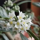 상록꽃화원 이미지