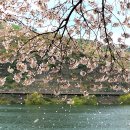 수한목장 | 4월14일 서산벚꽃투어 : 코지그레이,서산한우목장길,서산개심사실시간벚꽃,내포 별빛돼지까지.