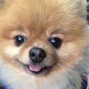 꽃달아줄개 이미지