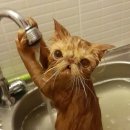 미친고양이