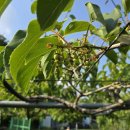 다래농장2 이미지